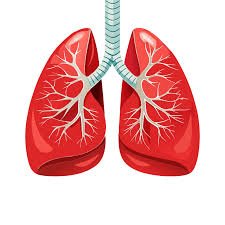 Illustration of human lungs representing COPD chronic obstructive pulmonary disease